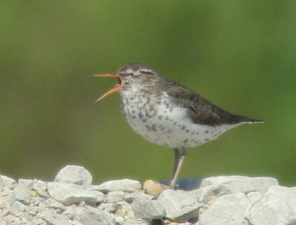 Photo (10): Spotted Sandpiper