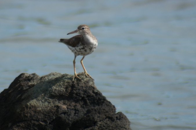 Photo (14): Spotted Sandpiper