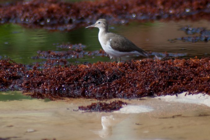 Photo (19): Spotted Sandpiper