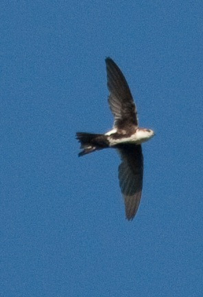 Photo (4): White-throated Swift