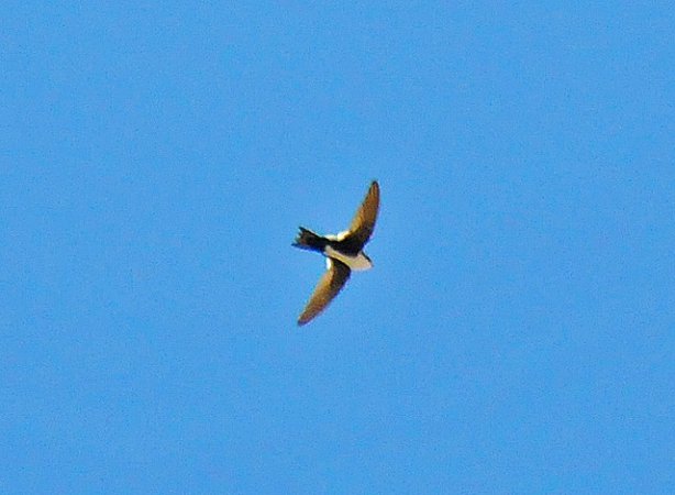 Photo (8): White-throated Swift