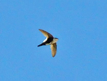 Photo (5): White-throated Swift