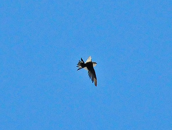 Photo (6): White-throated Swift
