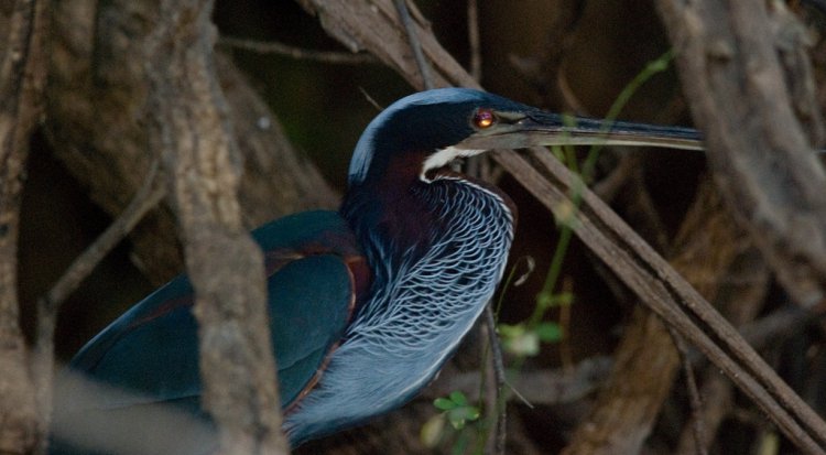 Photo (7): Agami Heron