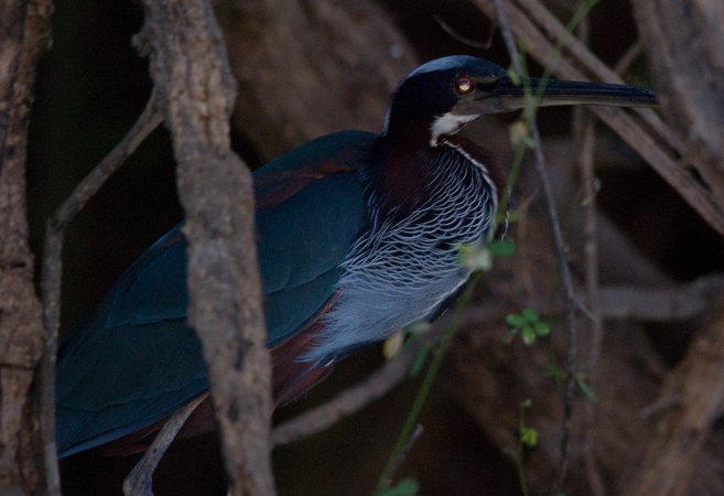 Photo (9): Agami Heron