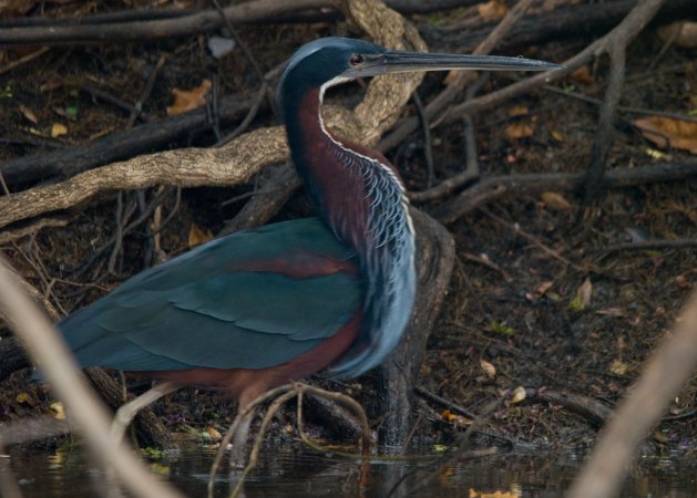 Photo (8): Agami Heron