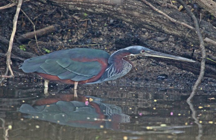 Photo (2): Agami Heron