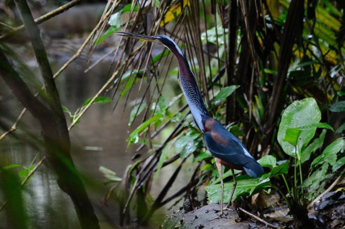 Photo (4): Agami Heron