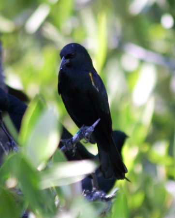 Photo (1): Yellow-shouldered Blackbird