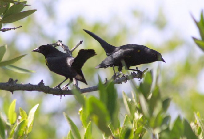 Photo (2): Yellow-shouldered Blackbird