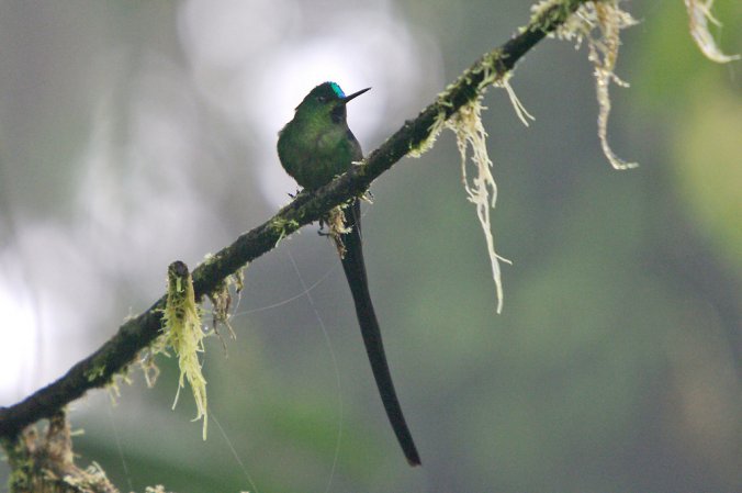 Photo (4): Violet-tailed Sylph