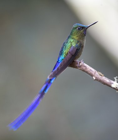 Photo (1): Violet-tailed Sylph