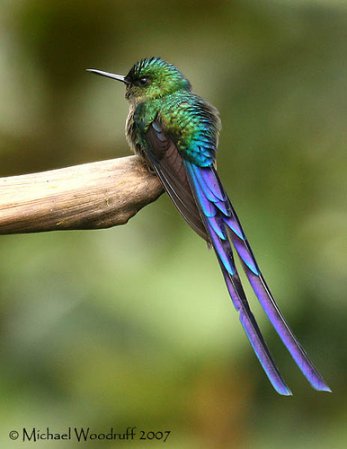 Photo (3): Violet-tailed Sylph