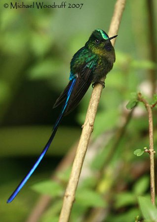Photo (5): Violet-tailed Sylph