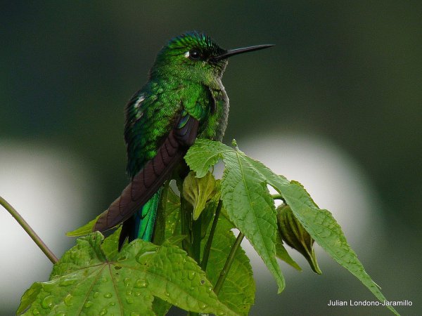 Photo (20): Long-tailed Sylph