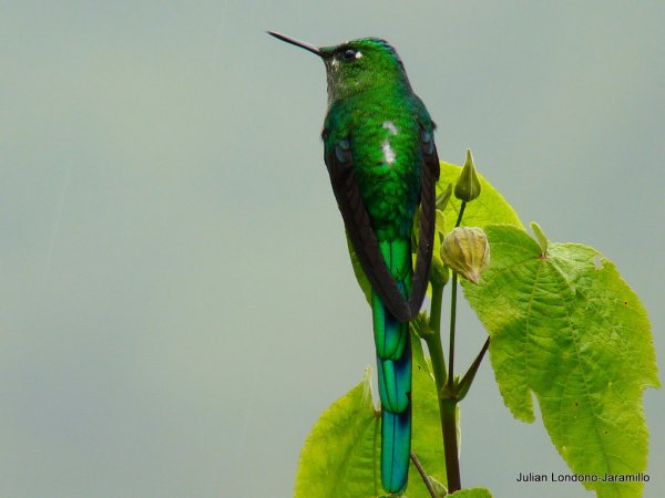 Photo (19): Long-tailed Sylph