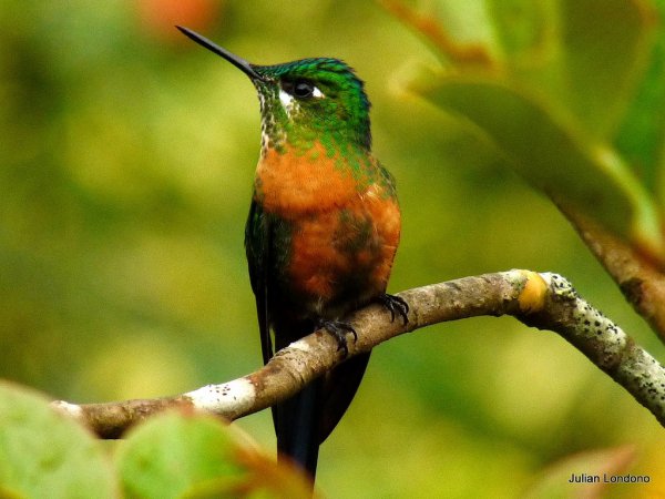 Photo (8): Long-tailed Sylph