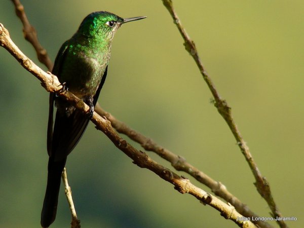 Photo (18): Long-tailed Sylph