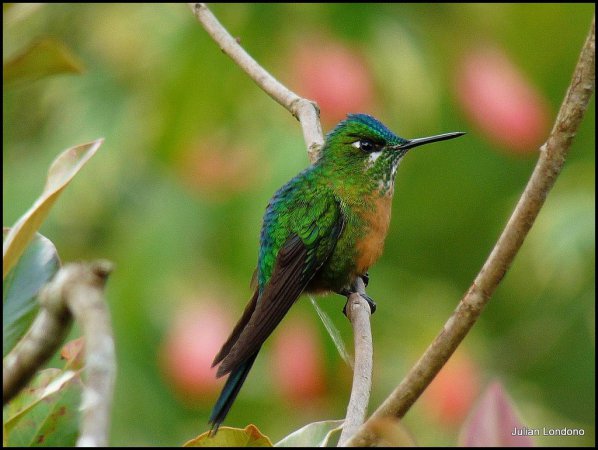 Photo (10): Long-tailed Sylph