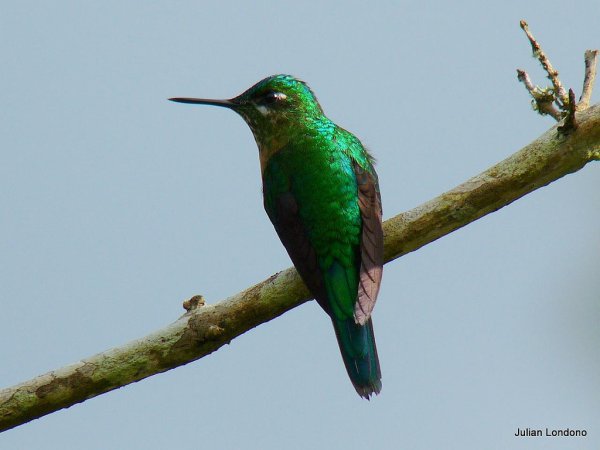 Photo (6): Long-tailed Sylph