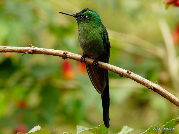 Photo (17): Long-tailed Sylph