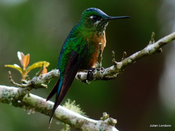 Photo (4): Long-tailed Sylph