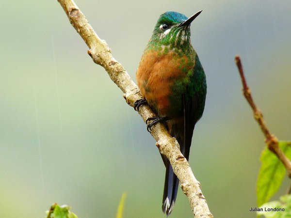 Photo (2): Long-tailed Sylph