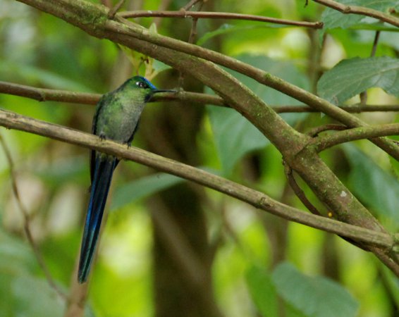 Photo (9): Long-tailed Sylph