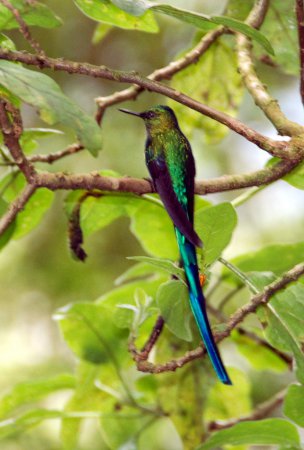 Photo (3): Long-tailed Sylph