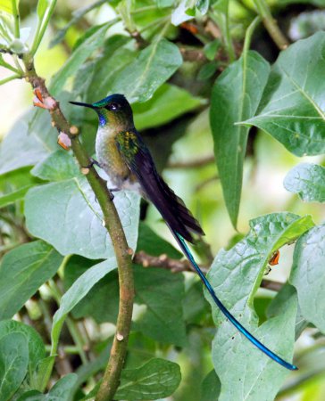 Photo (15): Long-tailed Sylph
