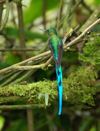 Photo (11): Long-tailed Sylph