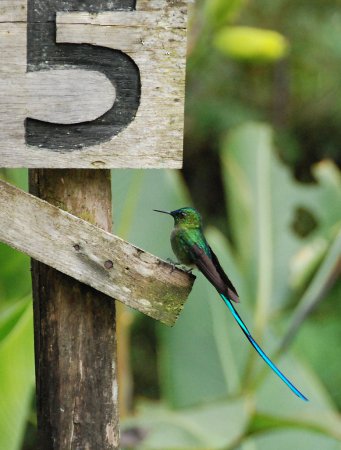 Photo (5): Long-tailed Sylph