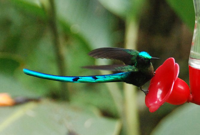 Photo (16): Long-tailed Sylph