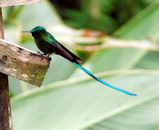 Photo (7): Long-tailed Sylph