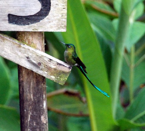 Photo (13): Long-tailed Sylph