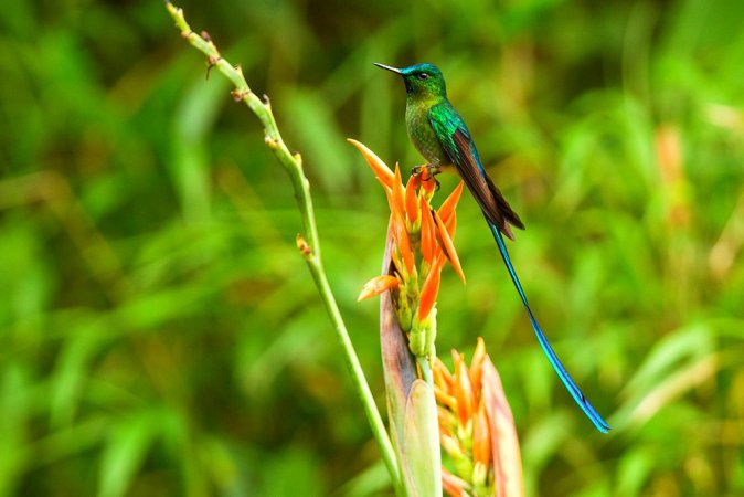 Photo (1): Long-tailed Sylph