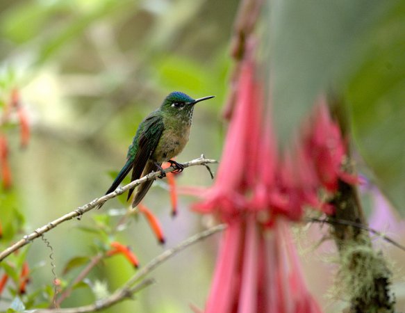 Photo (12): Long-tailed Sylph