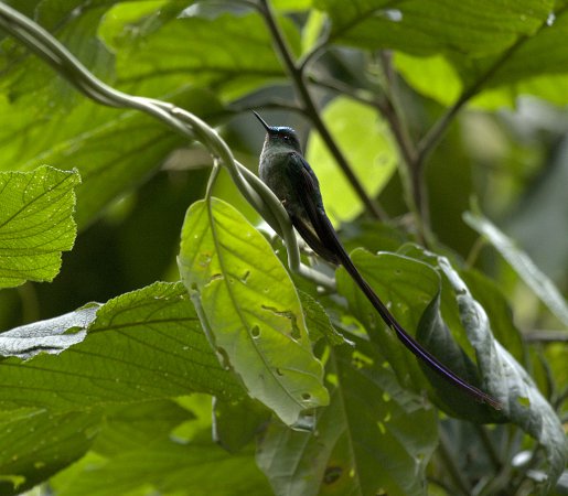 Photo (14): Long-tailed Sylph