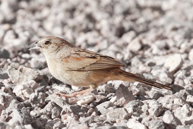 Photo (5): Botteri's Sparrow