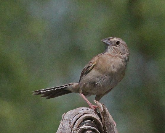 Photo (8): Botteri's Sparrow