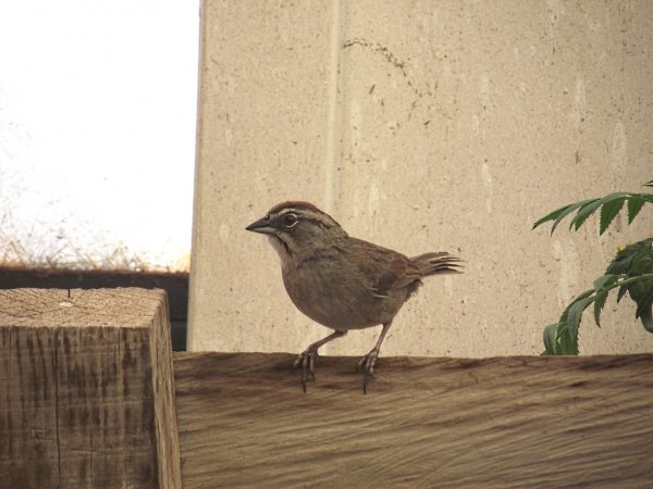 Photo (5): Rusty Sparrow