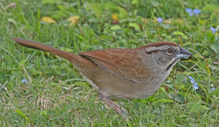 Photo (9): Rusty Sparrow