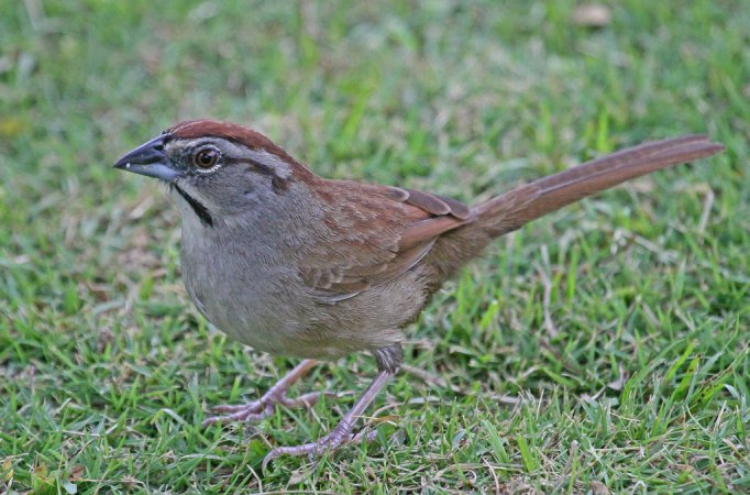Photo (7): Rusty Sparrow