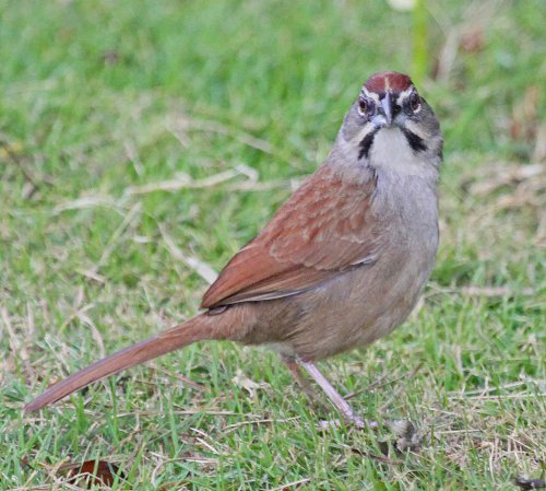 Photo (6): Rusty Sparrow