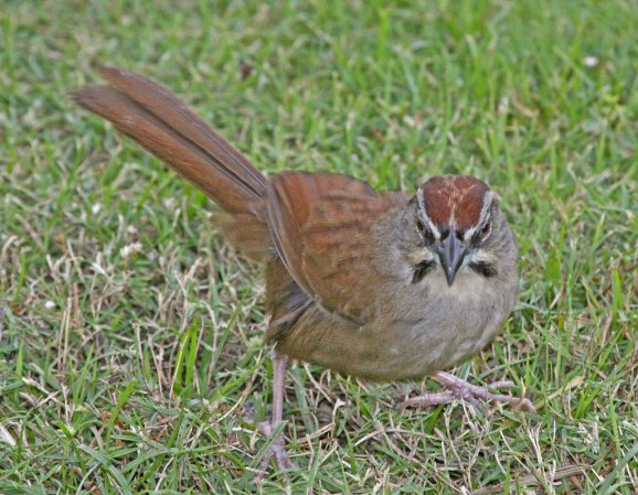 Photo (8): Rusty Sparrow
