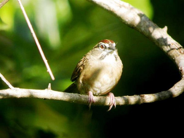 Photo (10): Rusty Sparrow