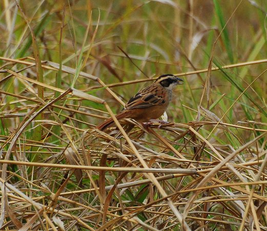 Photo (2): Stripe-headed Sparrow