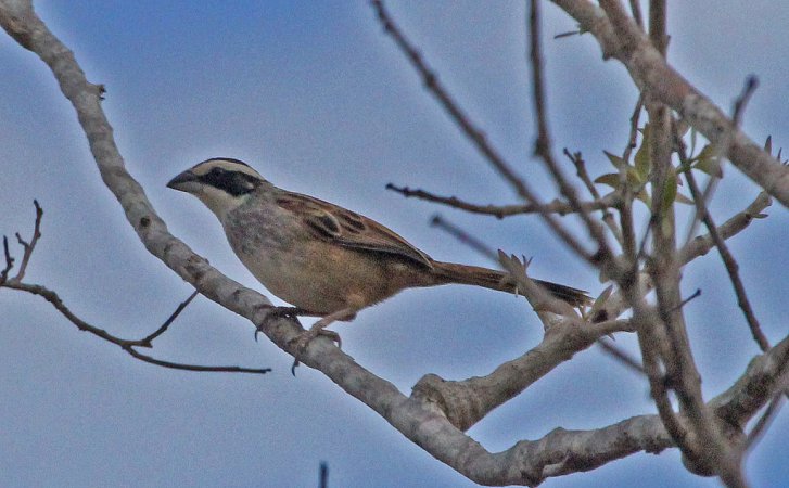 Photo (3): Stripe-headed Sparrow