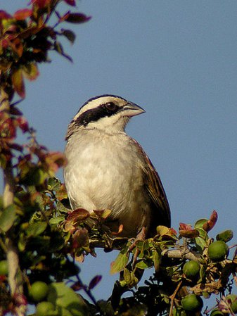 Photo (4): Stripe-headed Sparrow