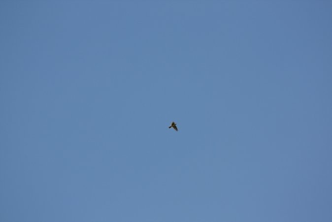 Photo (5): Sky Lark